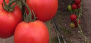 Características da variedade de tomate Rally, seu rendimento