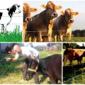 Review of the best models of electric shepherds for cows and how to install, instructions