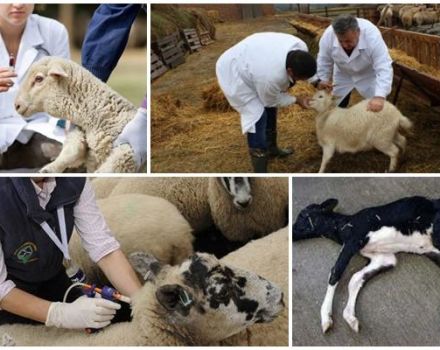 The causative agent and symptoms of anaerobic lamb dysentery, treatment and consequences