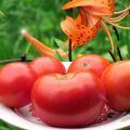Eigenschaften und Beschreibung der Tomatensorten Sibiryak, Sibiryachok und Mamin Sibiryak, deren Ertrag