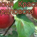 Опис и карактеристике, предности и недостаци јабуке Краса Свердловск, правила узгоја