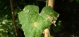Ursachen, Symptome und Behandlung von Anthracnose bei Gurken