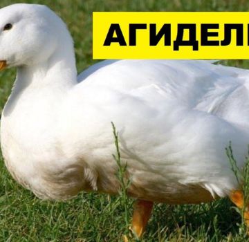 Beskrivning av ankor av rasen Agidel och deras uppfödning hemma