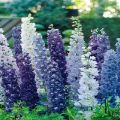 Hur man förbereder en delphinium för vintern, när och om man ska trimma, hur man täcker och bevarar