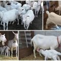 Описание и характеристики на Saanen кози, грижи за тях и колко струват