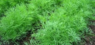 Beschreibung der Dillensorte Dill, Empfehlungen für Anbau und Pflege