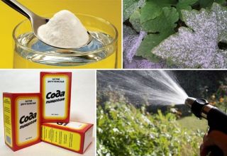 Como tratar uvas com bicarbonato de sódio para doenças e para prevenção, proporções