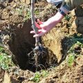 Anbau von Aprikosen im Ural auf freiem Feld, Beschreibung winterharter Sorten und Pflege