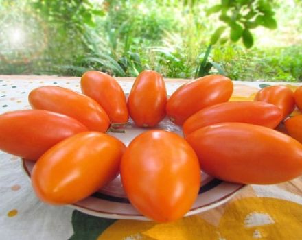 Beschreibung der Elisha-Tomatensorte und ihrer Eigenschaften