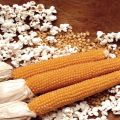 Namen von Maissorten für Popcorn, deren Anbau und Lagerung
