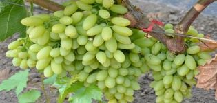 Description and characteristics of the raisins grape variety Century, cultivation and care