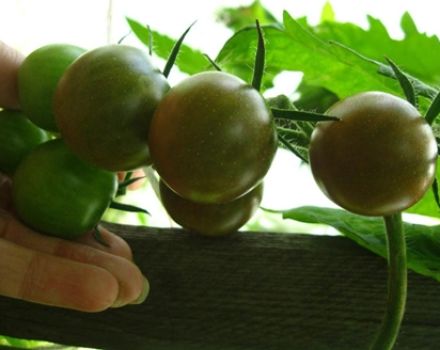 Charakteristika a opis odrody paradajok Dikovinka, jej výnos