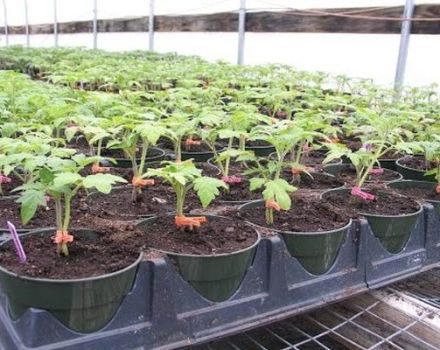 Instructions on how to use Kornevin when picking tomatoes