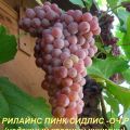 Mô tả và đặc điểm của giống nho Rylines Pink Sidlis, lịch sử và quy tắc trồng trọt