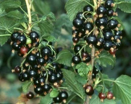Descrizione della varietà di ribes Dar Smolyaninova, caratteristiche di semina e cura