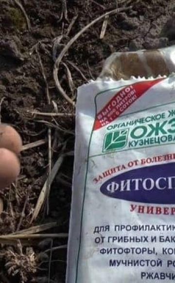 Anleitung zur Verwendung des Düngers Fitosporin im Garten