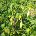 Ποιες ασθένειες και παράσιτα είναι στο physalis, γιατί τα φύλλα του φυτού γίνονται κίτρινα και η θεραπεία τους