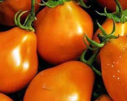 Περιγραφή της ποικιλίας ντομάτας Orange Pear, τα χαρακτηριστικά και η παραγωγικότητά της
