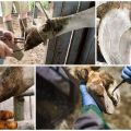 Инструменти за подстригване на крави у дома и инструкции