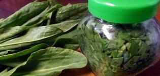 Die besten Rezepte für die Ernte von Sauerampfer für den Winter zu Hause in Banken