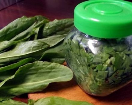 The best recipes for harvesting sorrel for the winter at home in banks