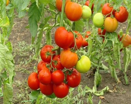 Descripción de la variedad de tomate Klepa, características de cultivo y cuidado.