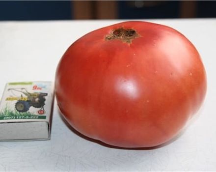 Características e descrição da variedade de tomate Escorpião, seu rendimento
