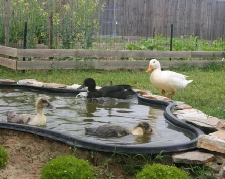 Como fazer uma piscina para patos em casa com as próprias mãos, desenhos