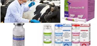 Signes et diagnostic de la clostridiose chez les bovins, traitement et prévention