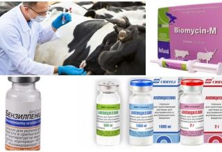 Signes et diagnostic de la clostridiose chez les bovins, traitement et prévention