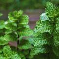 Como plantar, cultivar e cuidar da hortelã a partir de sementes em campo aberto no país