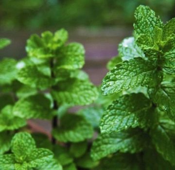 Sådan plantes, dyrkes og plejes mint fra frø i det åbne felt i landet