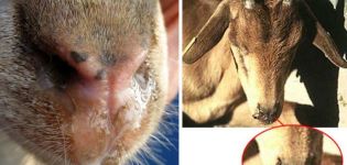 Causes and symptoms of piroplasmosis in goats, treatment and prevention