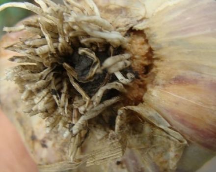 Beschreibung von Krankheiten und Schädlingen des Knoblauchs, Bekämpfungsmaßnahmen, Behandlung und Verarbeitung