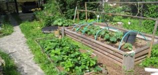 Como fazer um jardim quente para pepinos com suas próprias mãos