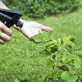 Wie man Kohl von Schädlingen mit Ammoniak behandelt