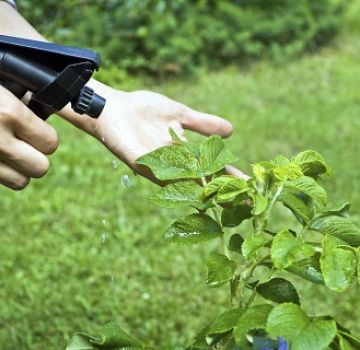 Wie man Kohl von Schädlingen mit Ammoniak behandelt