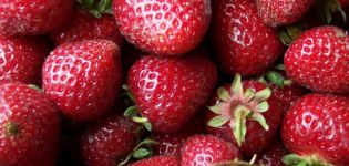 Descrizione e caratteristiche della varietà di fragole Zenga Zengana, regole di coltivazione