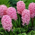 Quando e como plantar jacintos em terreno aberto, regras de cuidado e cultivo