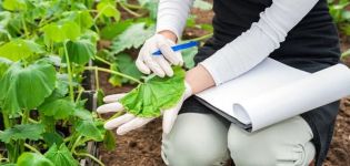 Was tun, wenn die Gurkenblätter im Gewächshaus verdorren, wie werden sie zur Behandlung verarbeitet?