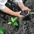 Имам ли нужда да сгуша чушки в открито поле или оранжерия