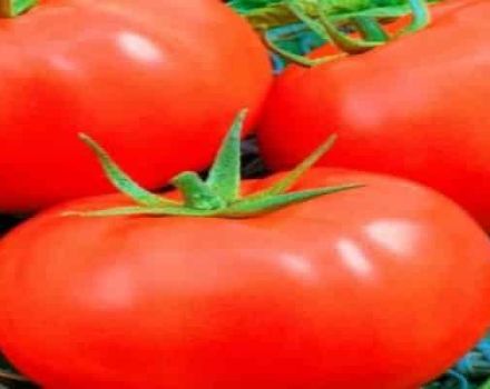 Beschreibung der Tomatensorte Slawisches Meisterwerk, Pflanzenpflege