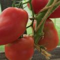 Características e descrição da variedade de tomate Grushovka, seu rendimento
