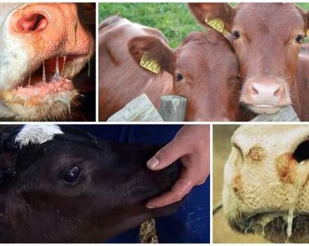 Segni e cause di stomatite in una mucca, trattamento e prevenzione del bestiame