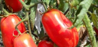 Description of the variety of tomato Siberian surprise, features of cultivation and care