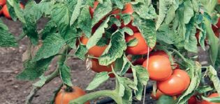 Beschreibung der Grotten-Tomatensorte, ihrer Eigenschaften und Pflege