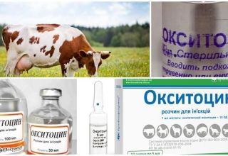 Упутство за употребу за краве Окситоцин, дозе за животиње и аналози