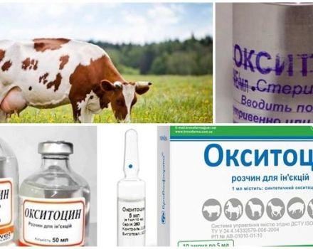 Инструкции за употреба за крави Окситоцин, дози за животни и аналози