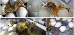 A detailed table of the stages of incubation of Indook at home and the mode