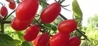 Descrição da variedade de tomate Elf f1, características de cultivo e cuidado